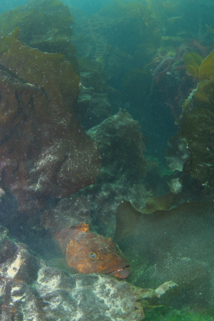 LINGCOD UNDER KELP